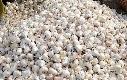 Garlic
