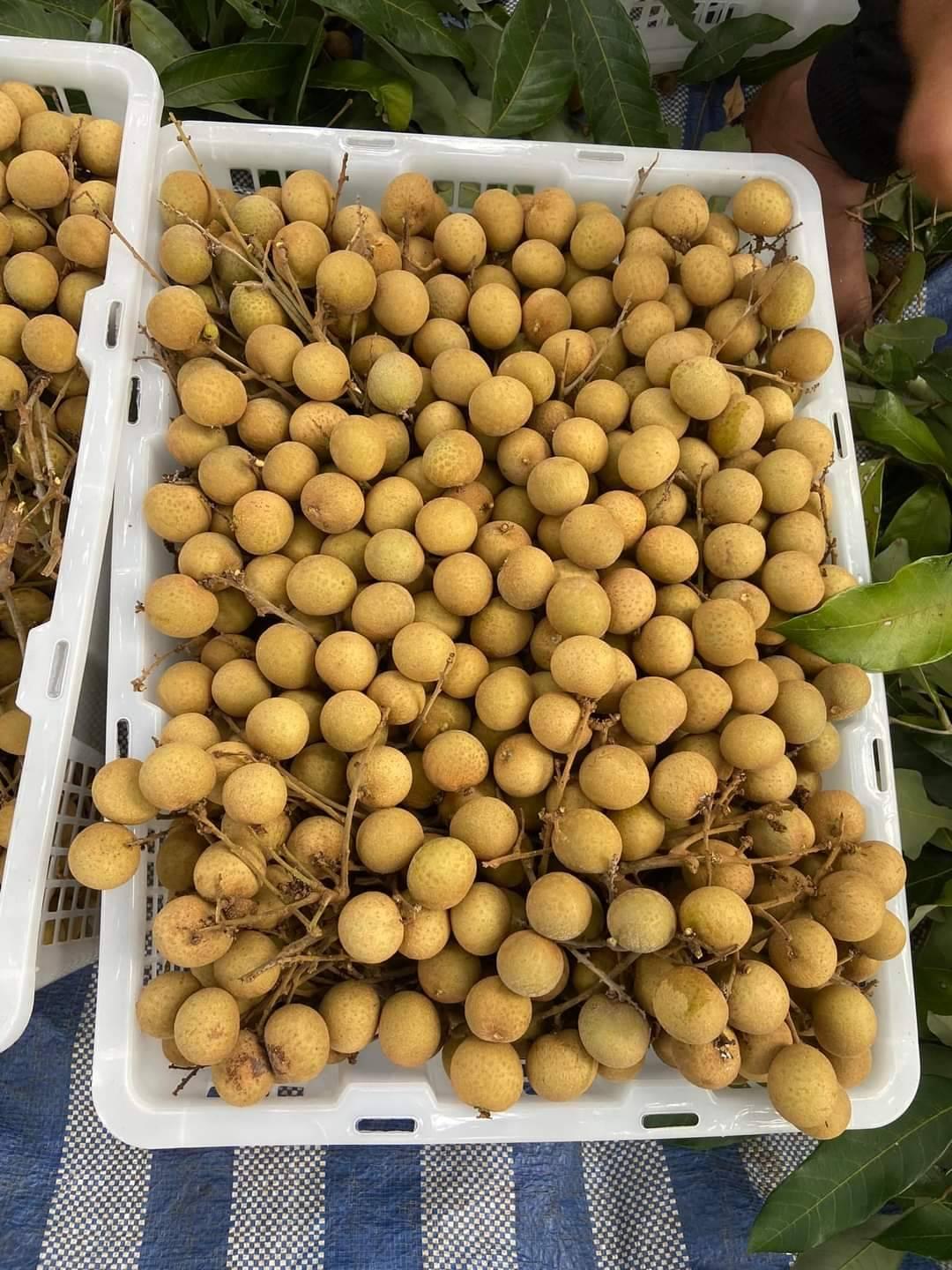 Fresh Longan