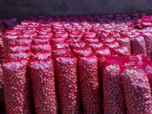 Onion
