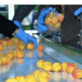 Fresh Apricots