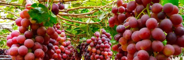 Grape