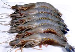 Black Tiger Shrimp Headon Shellon
