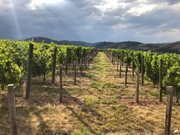 VITIVALOR WINES
